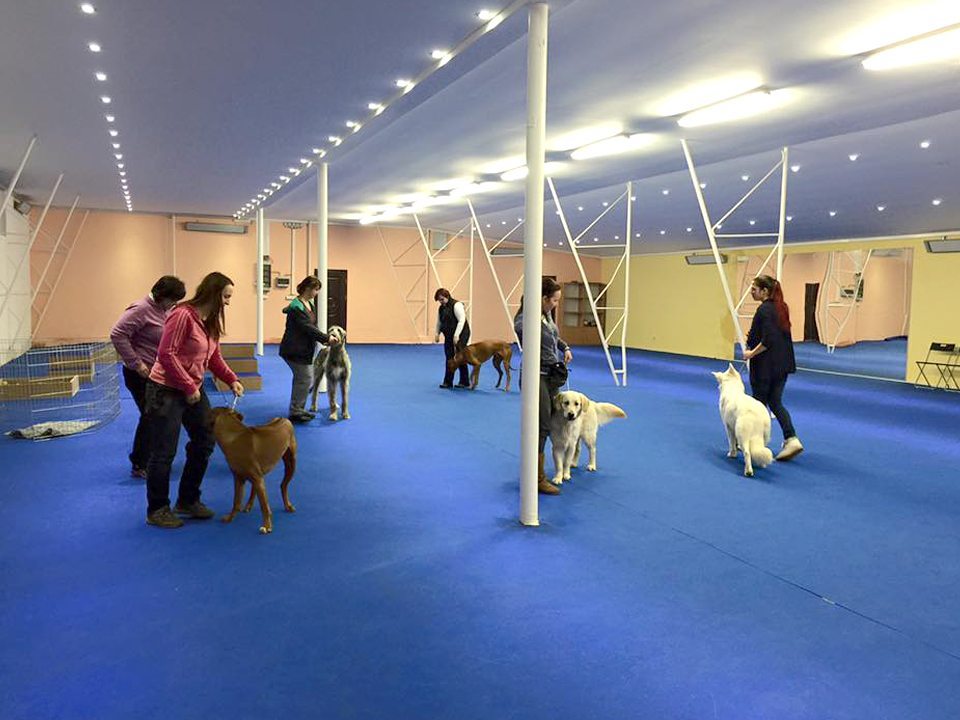 Kynologická hala VIP-Pets_handling, příprava na výstavy