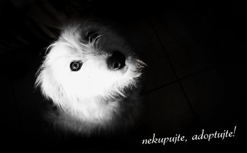 Banner Nekupujte-Adoptujte