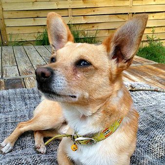 Kříženec shiba inu Hachiko