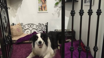 VIP PETS na výstavě FOR PETS (12)