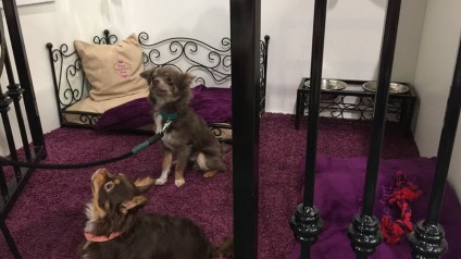 VIP PETS na výstavě FOR PETS (15)