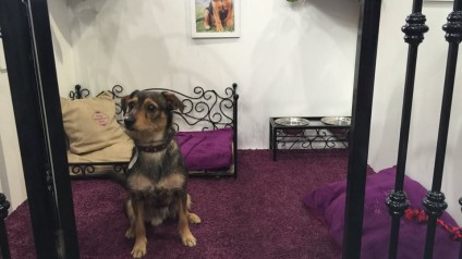 VIP PETS na výstavě FOR PETS (16)