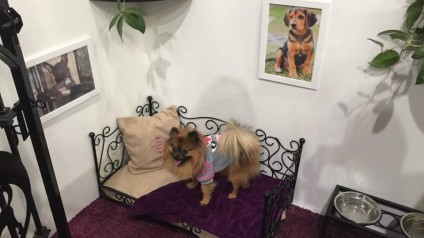 VIP PETS na výstavě FOR PETS (4)