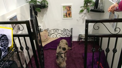 VIP PETS na výstavě FOR PETS (7)