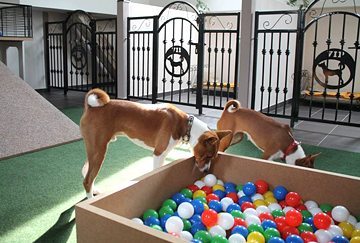 Školka pro psy - hotelové herny