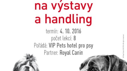 Vizuál Příprava na výstavy a handling