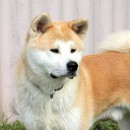 Chiko, Myia, Kumusan