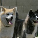 Toshiro, Tamiko a Kimi